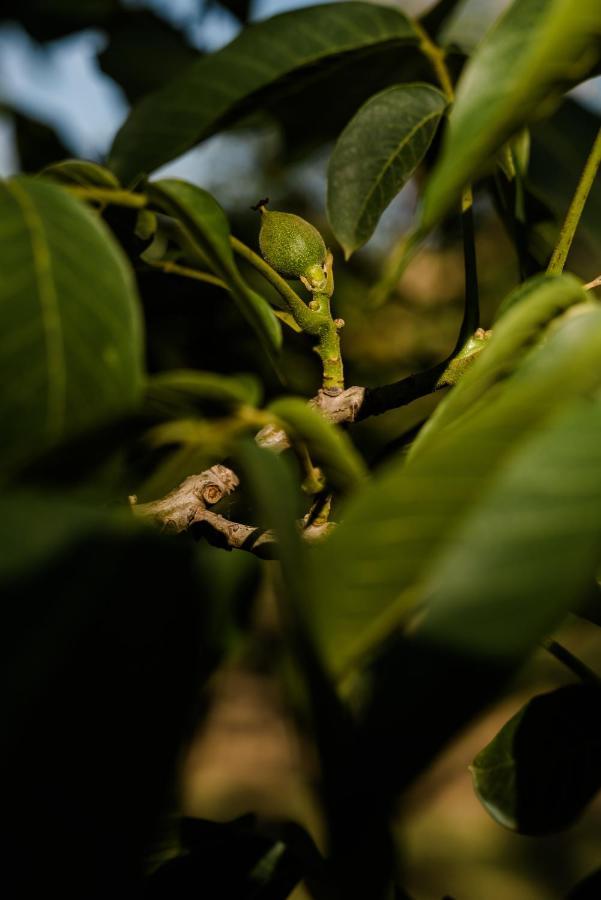 Walnut Tree Cottages Whorouly Ngoại thất bức ảnh
